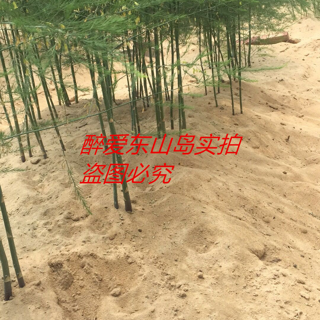 White asparagus包装鲜笋