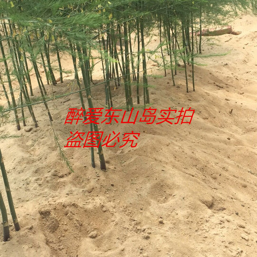 White asparagus东山岛沙地白芦笋 东山岛特产芦笋500g 现货供应