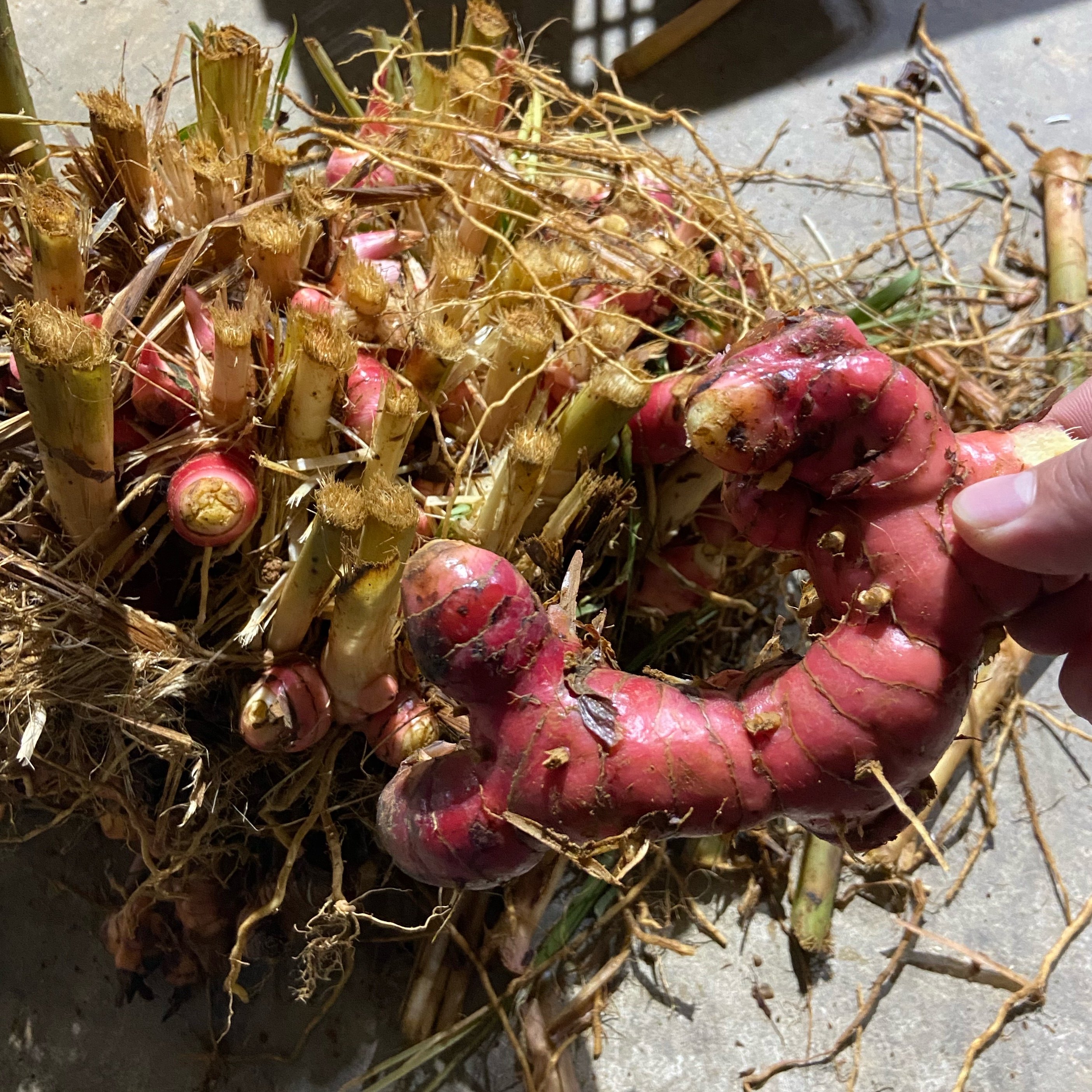 新鲜高山南姜500克 长期供应各种农产品泰国冬荫功汤美食调味酱料