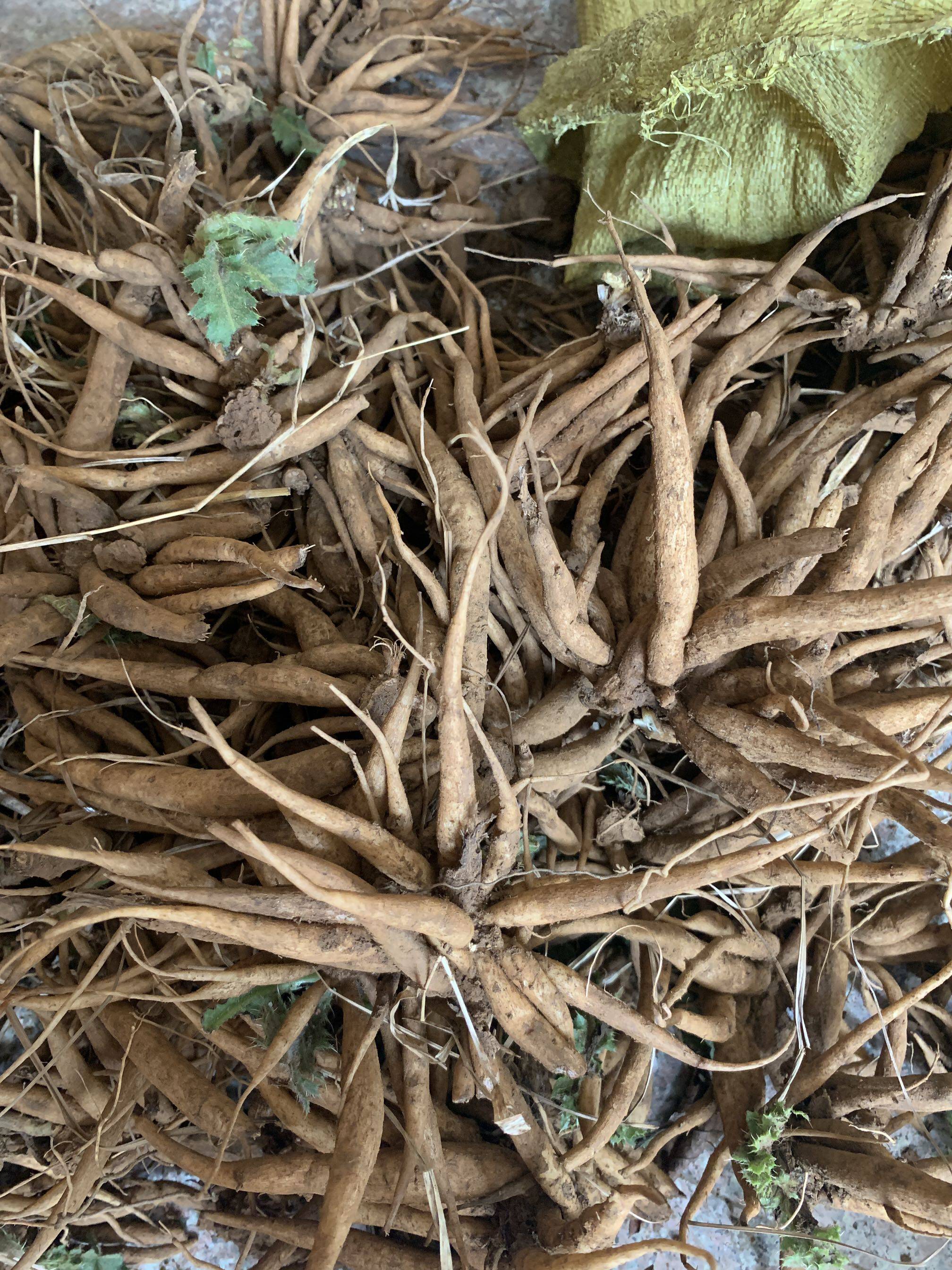 野生大蓟根 新鲜现挖现发大刺儿菜 大刺盖 老虎脷 刺萝卜500g包邮