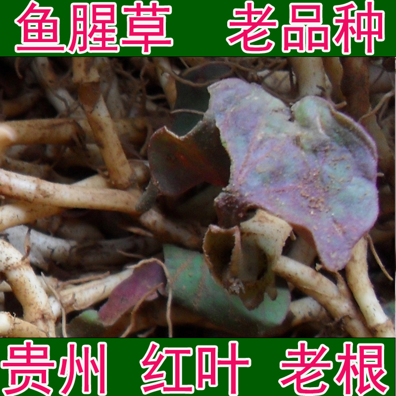 鱼腥草折耳根蔬菜绿植盆栽贵州