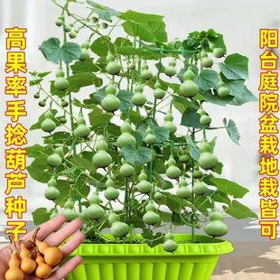 今年新种 手捻小葫芦籽种观赏迷你葫芦籽种金寸微型文玩葫芦籽