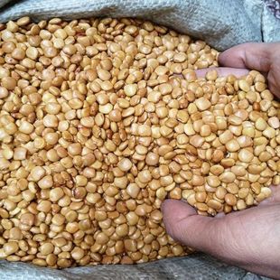 牧马山凉薯种子水果地瓜种籽特大白瓤香甜早熟沙葛土瓜春夏瓜果籽