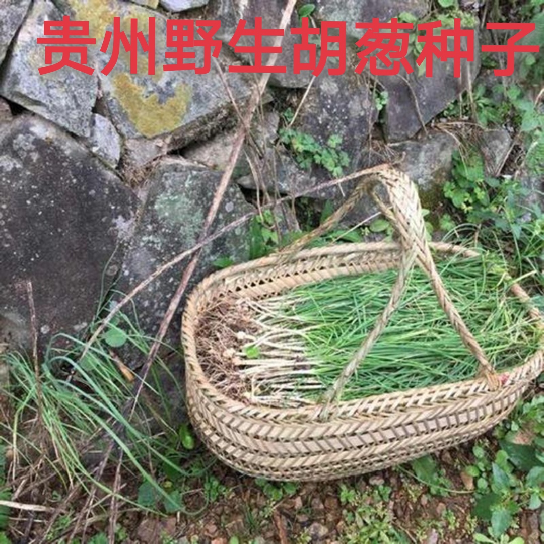 贵州野葱新鲜野菜深山现挖小根蒜胡葱野生葱百香葱野菜苦藠头种子