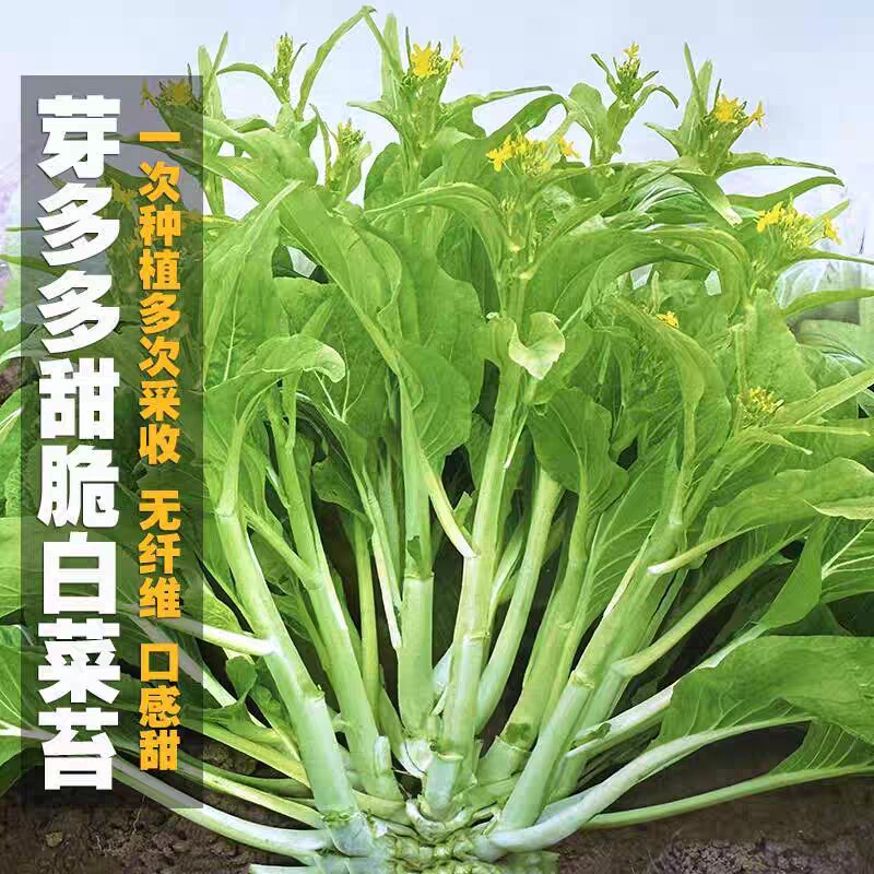 多子多福甜菜心种子耐热连州白菜心四九柳叶菜心菜苔种子大全