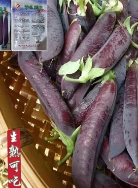 【今年新种】正品农家紫色豌豆矮杆搭架水果荷兰豆秋冬季蔬菜种子
