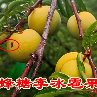 【粑粑果】贵州镇宁蜂糖李六马新鲜当季水果贵州特产 现摘发货5斤