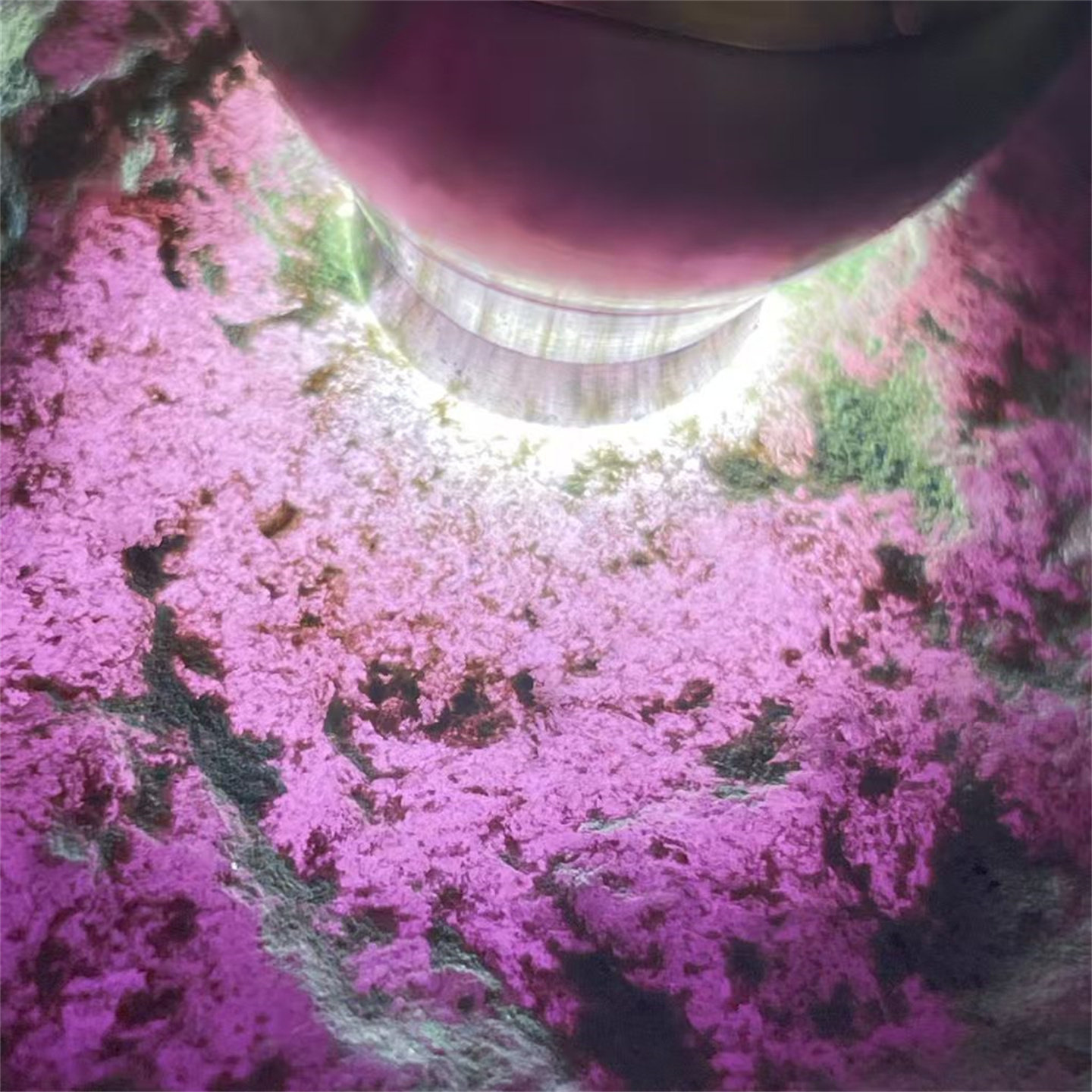 TT39081缅甸天然翡翠原石老坑木那场口春料手镯料 重3.9公斤