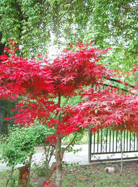 园林绿化苗庭院植物风景树苗嫁接红枫苗日本红枫树苗红舞姬鸡爪枫