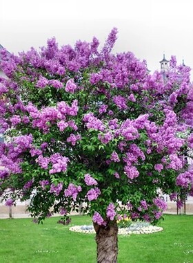 丁香花苗庭院植物丁香树绿植花卉盆栽紫藤苗凌霄丁香花树苗花期长