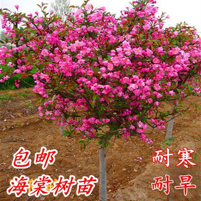 海棠树苗南方北方种植盆栽地栽耐寒四季常绿开花庭院风景花木树苗