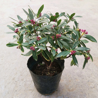 金边瑞香耐寒花卉观花植物室内带花浓香型观花盆栽四季盆景绿植花