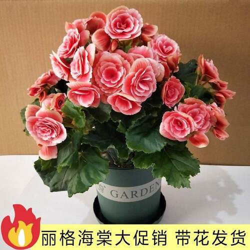 海棠花阳台玫瑰海棠四季开花