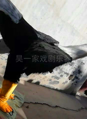 昊一家人穿老鹰服装人偶表演套装