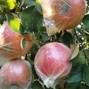 整箱徐州丰县 现摘发当季 新鲜大沙河红富士丑苹果脆甜汁水10斤 包邮