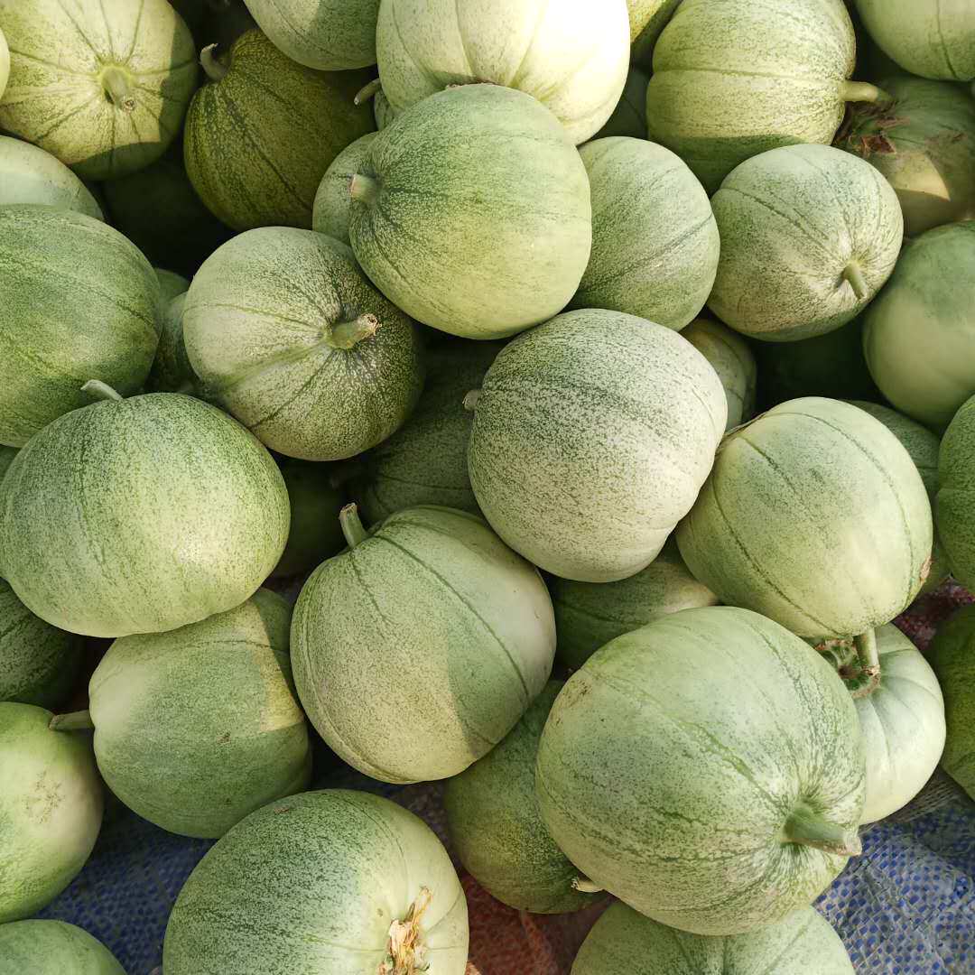 绿宝甜瓜新鲜水果5斤 当季现摘脆甜绿宝石有机小蜜香瓜整箱包邮