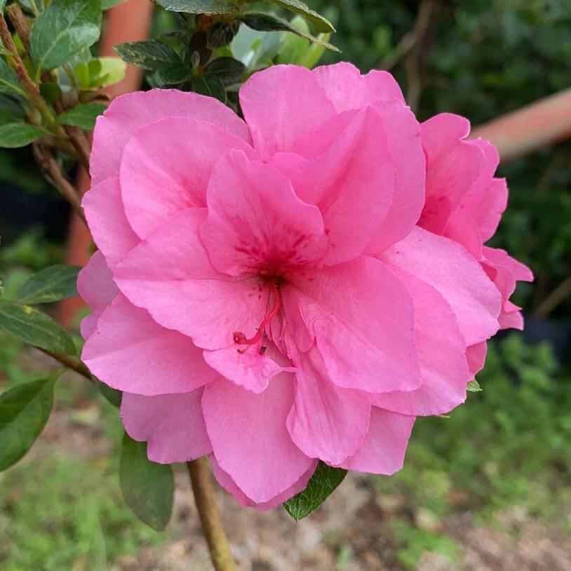 高杆杜鹃花彩钻春之舞绿色光辉新西玛鸡冠夏胭脂春雨红莲新西玛