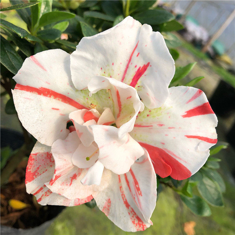 福建五宝杜鹃青锦旗 一树多色 西洋杜鹃稀有品种绿植花卉盆栽包邮