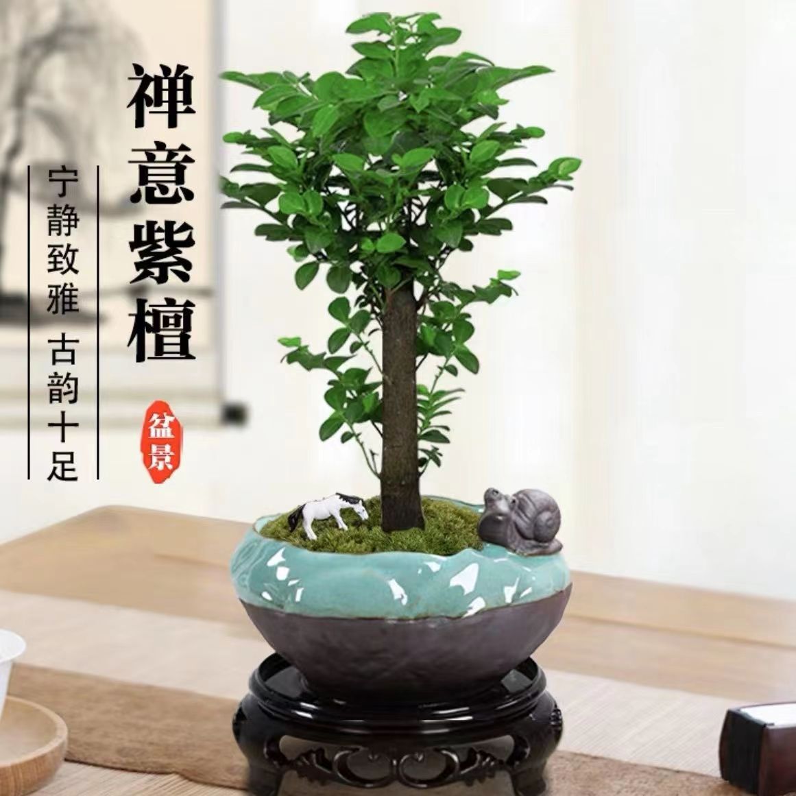 小叶紫檀盆景黑古茶盆栽四季好养绿植桌面常青盆栽禅意苔藓微