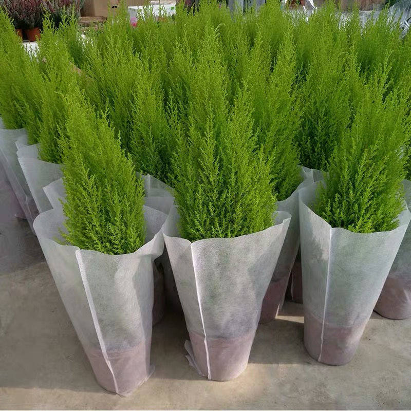 香松盆栽圣诞树四季常绿绿植金冠柏观叶植物耐寒耐阴办公室