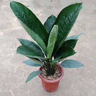 绿巨人绿植盆栽室内客厅大型观叶观赏植物四季