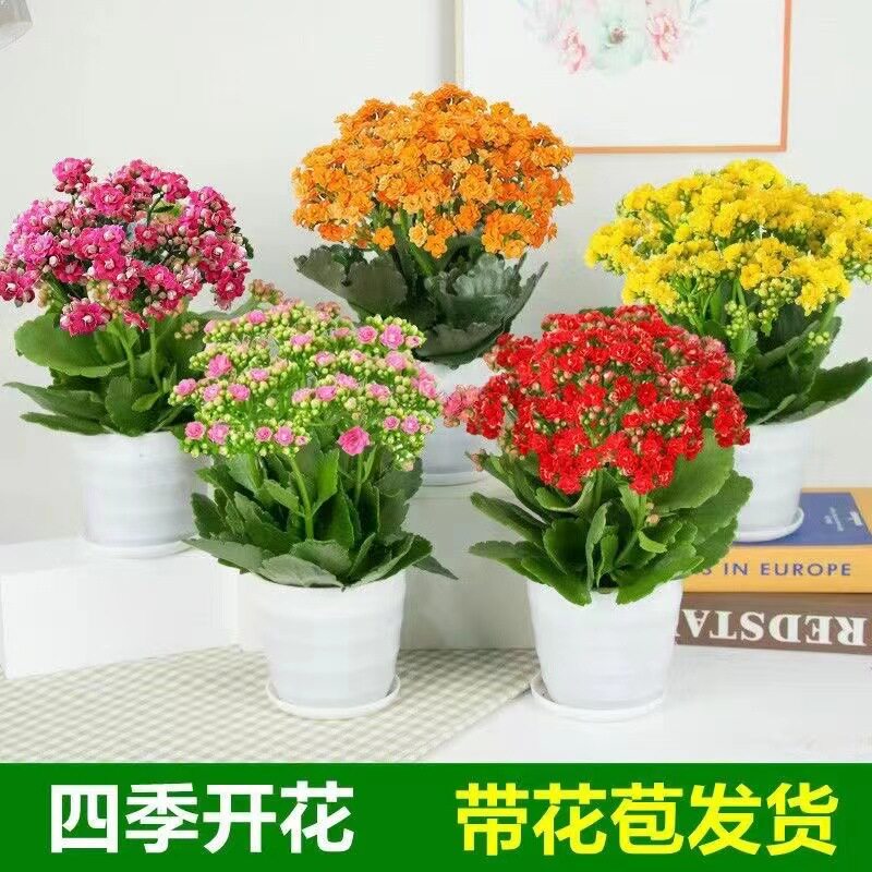 【带花苞发货】长寿花盆栽重瓣巴黎稀有大花品种四季开花植物室内