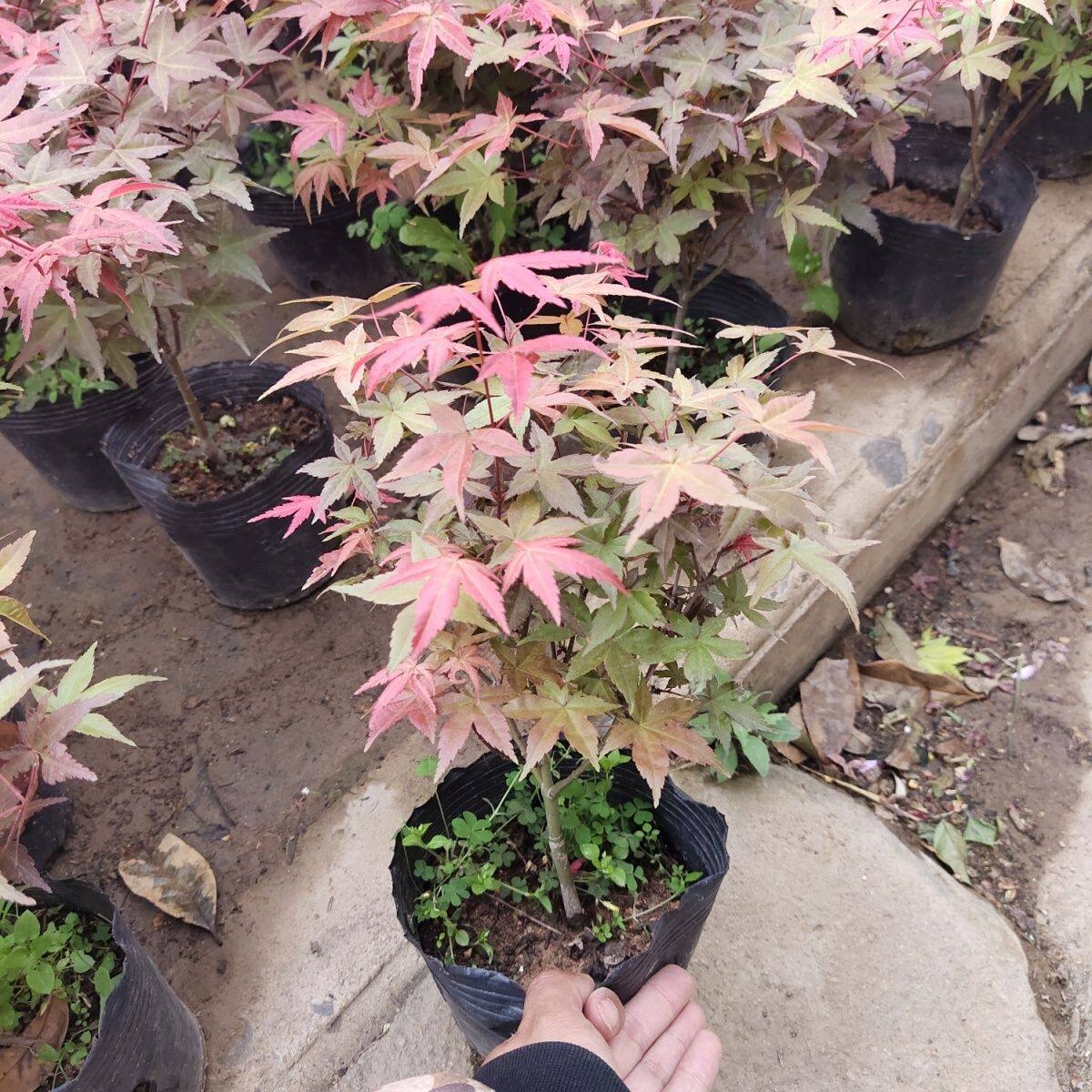 正品原生红舞姬矮化日本红枫原盆原土非嫁接盆栽盆景庭院植物