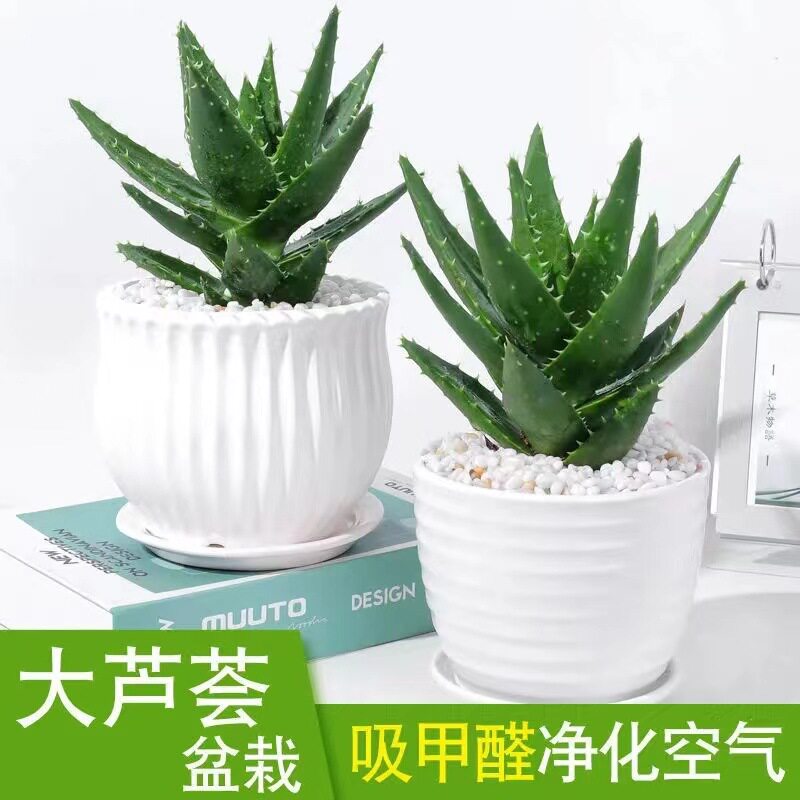 芦荟盆栽室内绿植好养活吸某醛办公室美化空气多肉植物好养