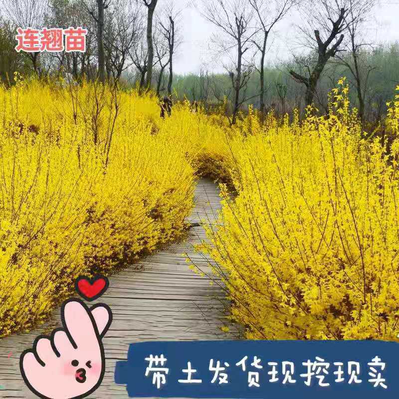 迎春花寸寸金连翘花树苗黄老虎盆栽庭院植物绿化苗四季耐寒花卉