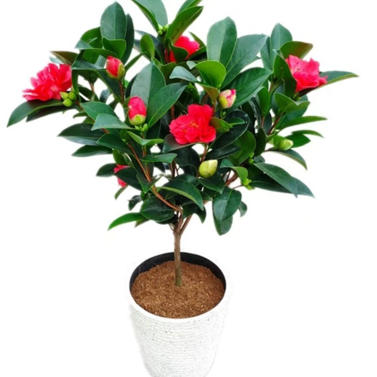 带花苞茶花盆栽四季树苗山茶花苗室内植物好养五色赤丹浓香型