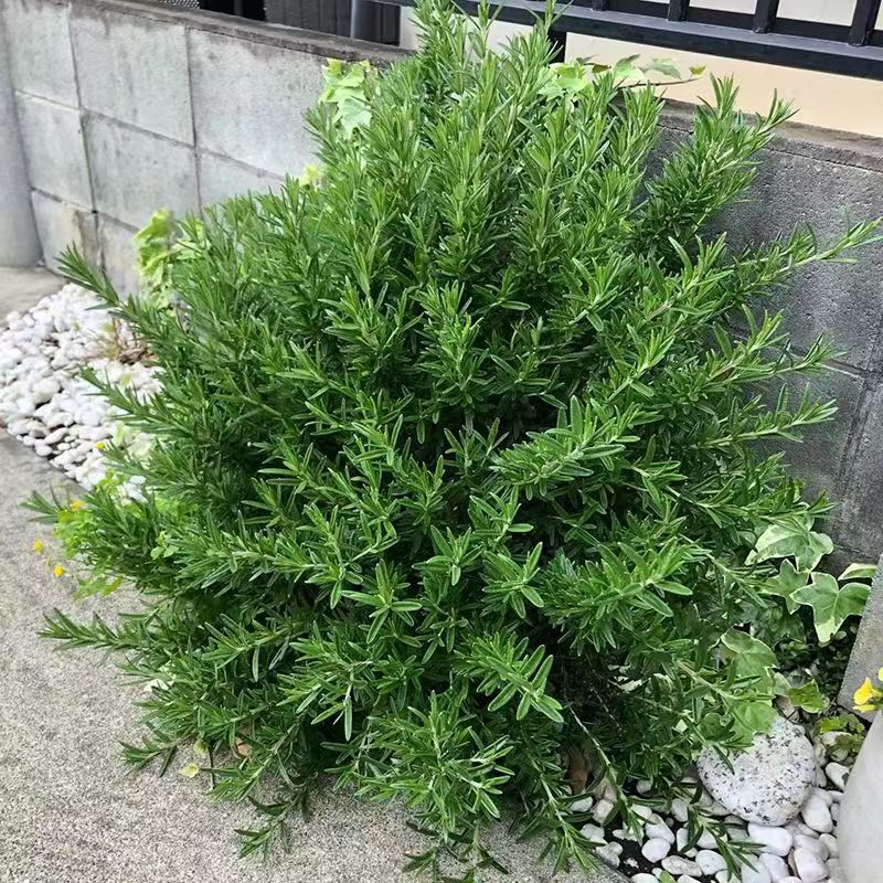迷迭香盆栽可食用香草薄荷百里香花园阳台四季常青带香味鲜活