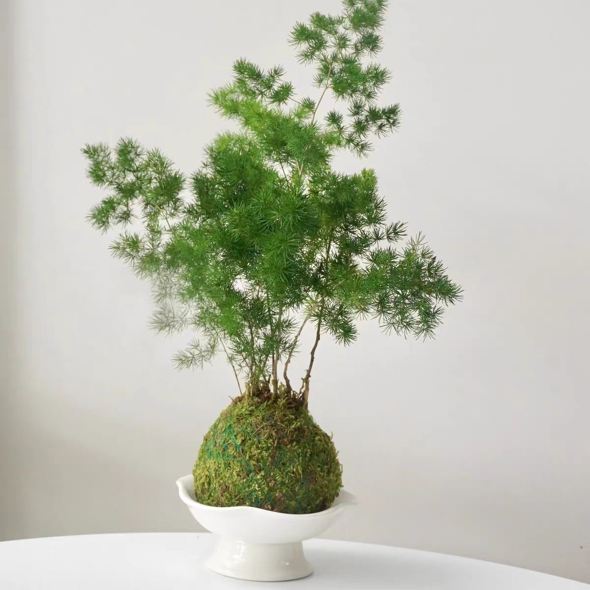 蓬莱松苔藓球|室内美化空气绿植苔藓球放轻松植物招财雾松盆栽