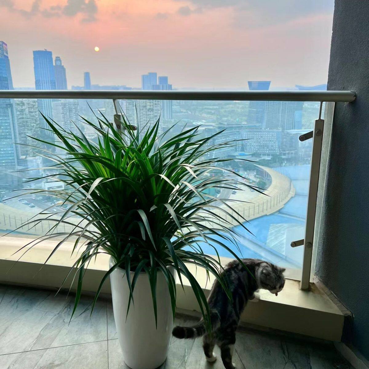 龙须树龙须铁龙血树室内客厅大型盆栽绿植花卉除某醛懒人龙须树