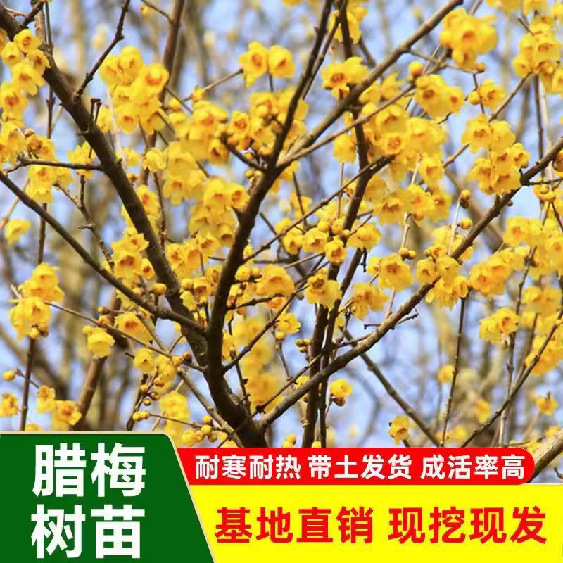 梅花树苗原生腊梅庭院绿化冬季开花浓香型花卉素心腊梅花耐寒地