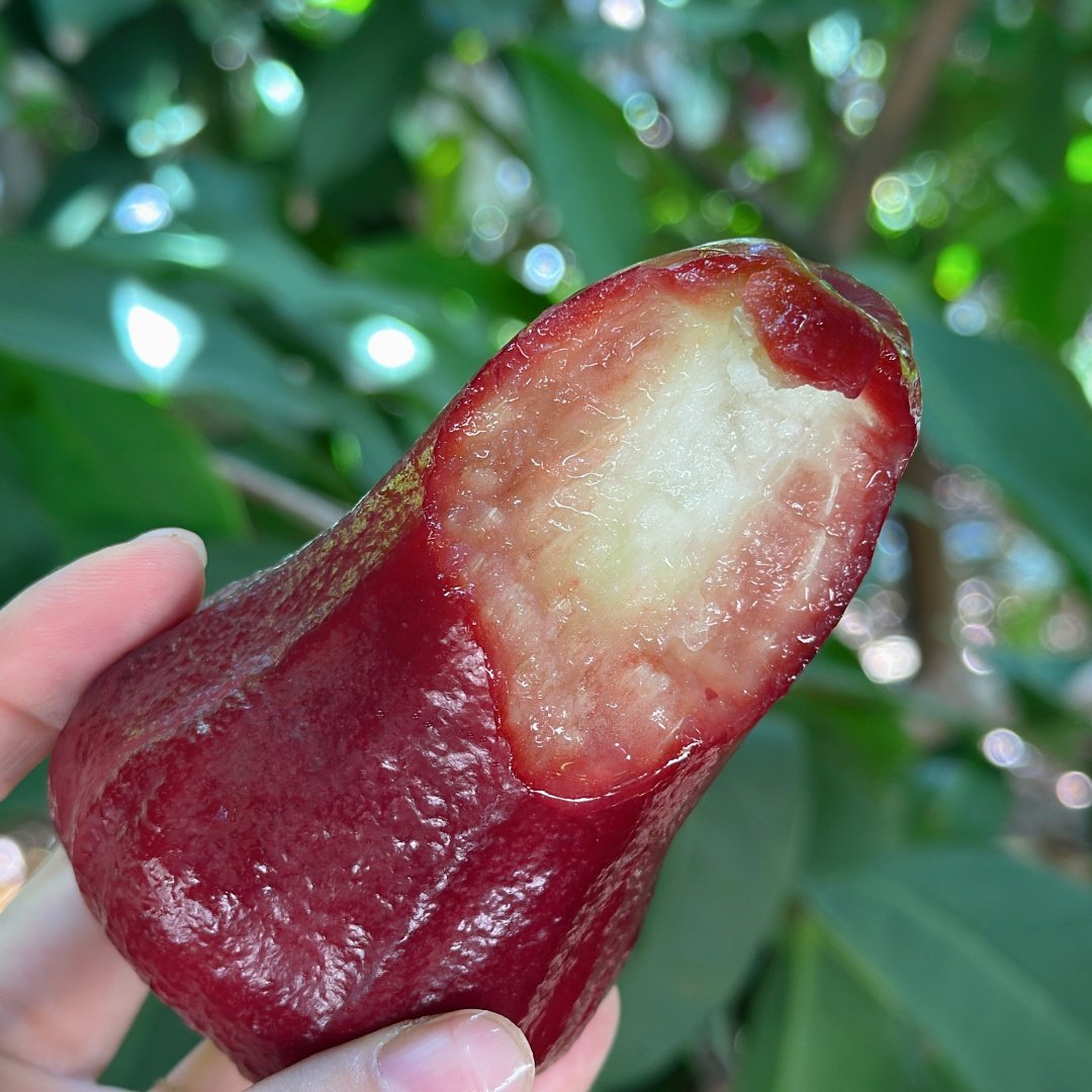 海南三亚 高山甜莲雾 新鲜水果 现摘现发高品质 顺丰包邮,水产肉类/新鲜蔬果/熟食,莲雾,淘宝优惠券,粉丝福利购,淘宝优惠卷