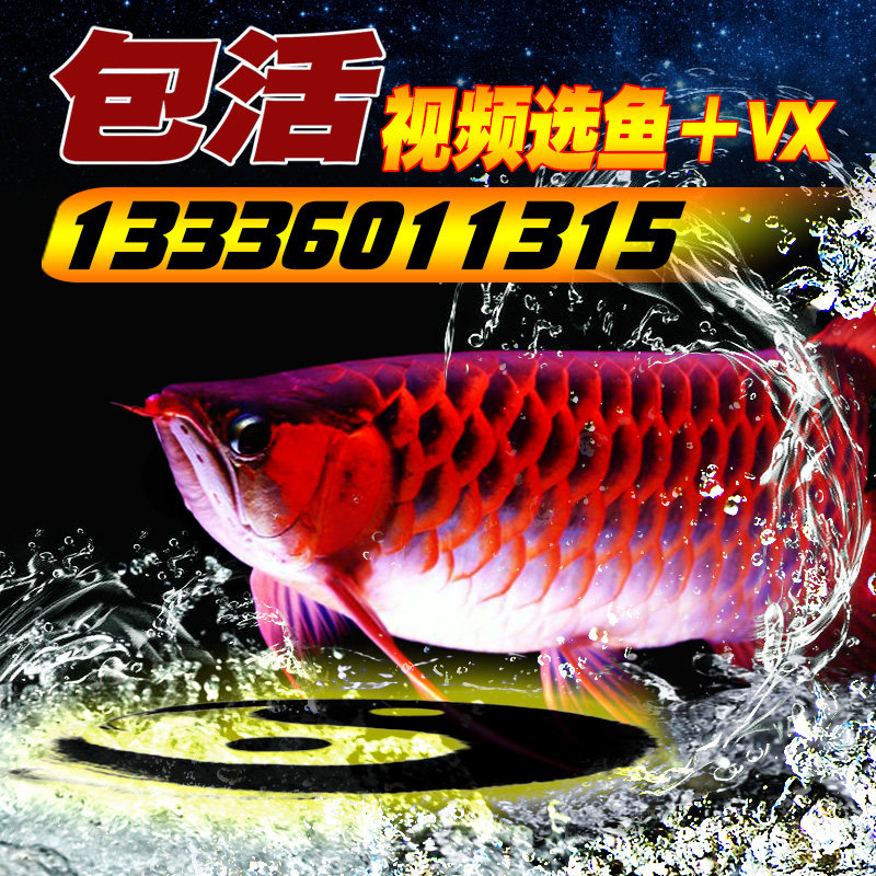 印尼辣椒红龙鱼血红龙鱼活体新加坡马来西亚红龙赤焰红金龙小鱼苗