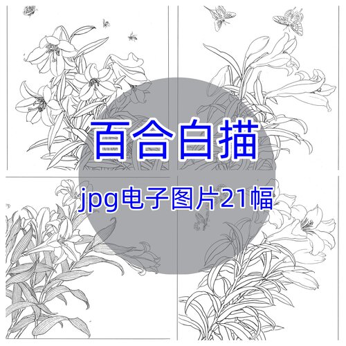 百合花白描21幅/中国画工笔花卉高清线描底稿初学者临摹参考图片