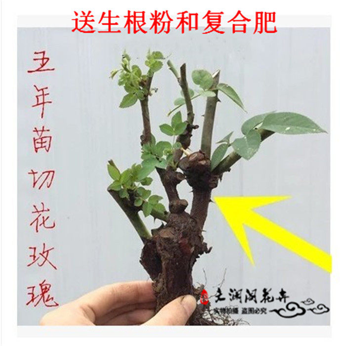 玫瑰花苗四季开花 切花玫瑰苗 绿植盆栽花卉庭院阳台易种蔷薇月季|ruв категории доставка цветов/цветок моделирования/растения садоводства, цветок/растения в горшках (новый), цветок - от Buy2taobao.com для оказания профессиональной услуги покупки агента Taobao