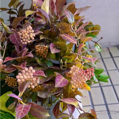 苏奈球兰盆栽变色绿植四季常青