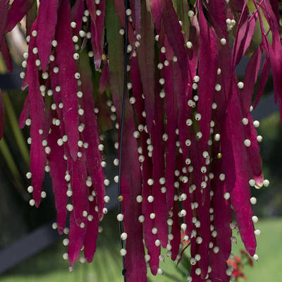 红叶丝苇属雨林植物净化空气
