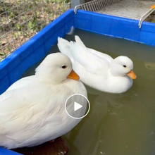 上海纯种柯尔鸭可达鸭s级受精蛋牵引绳小鸭子宠物鸭饲料鸭粮用品