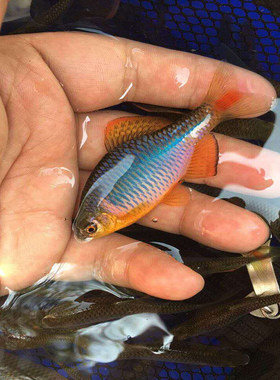 红眼蓝石台好养观赏鱼冷水鳑鲏鱼