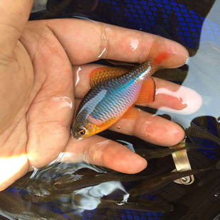 黄山红眼蓝石台鰟鲏鱼懒人养鱼原生冷水好养鳑鲏观赏鱼中华旁皮鱼