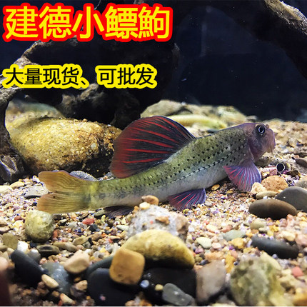 啃藻鱼建德小鰾鮈原生淡水冷水观赏鱼工具鱼高帆红鳍棒花清洁鱼