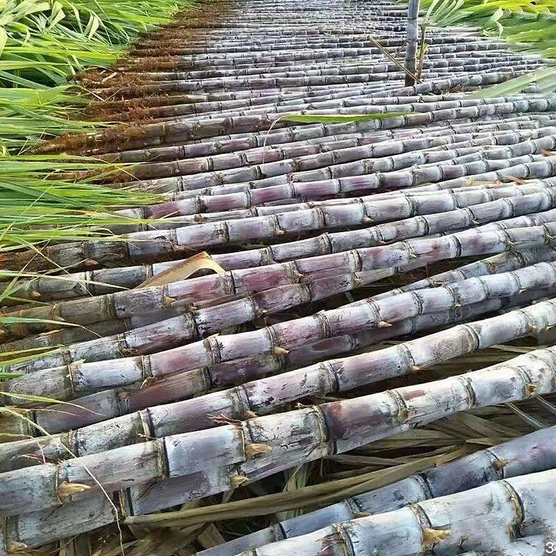 100斤正宗浙江黑皮甘蔗新鲜水果应当季脆甜果糖蔗榨汁糖浆甜杆