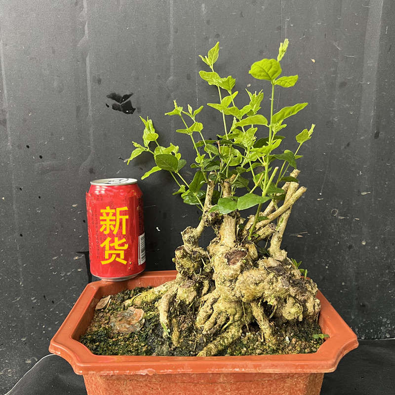 横县茉莉花疙瘩老桩一物一拍茉莉花老桩盆景茉莉老桩疙瘩