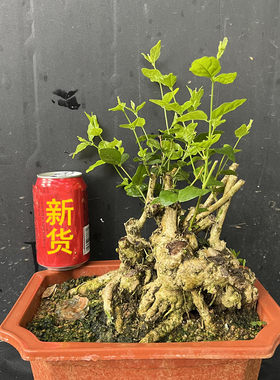 表哥茉莉茉莉观花植物