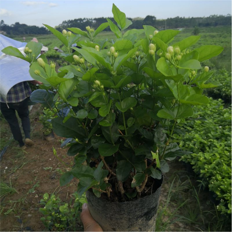 2年茉莉花苗茉莉花盆景双复重瓣白茉莉花苗包邮植物盆栽茉莉老桩