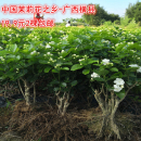 绿植花卉老桩树桩根植物室内 横县重瓣茉莉花苗白茉莉盆栽盆景四季