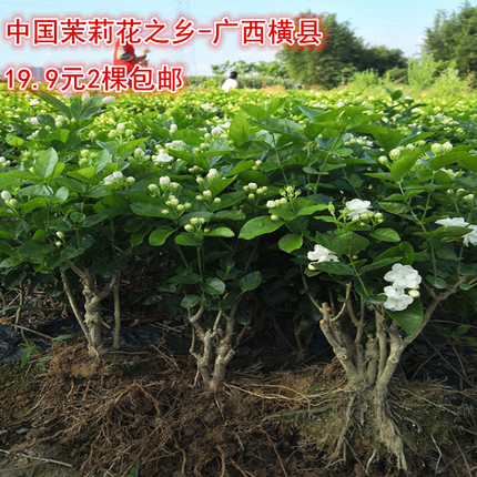 广西横县重瓣茉莉花苗白茉莉盆栽盆景四季绿植花卉老桩树桩根植物
